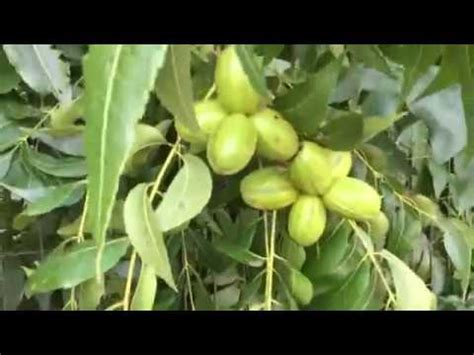 Привитые саженцы ореха пекан. Октябрь 2017 - YouTube