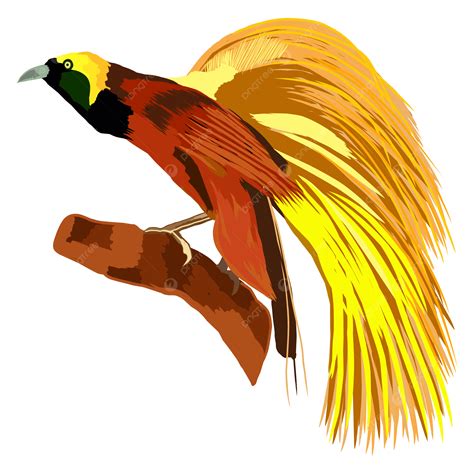 Papuas Beautiful Yellow Bird Of Paradise Vector, Paradise, Beautiful
