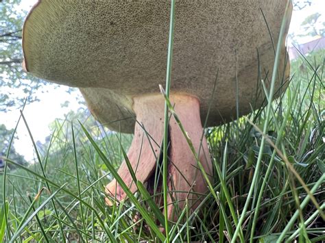 ID please? Both were in suburban yards, first was all over my buddy’s