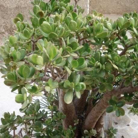 Arbre De Jade Plant De Crassula Ovata Cultiver La Plante De Jade Ou