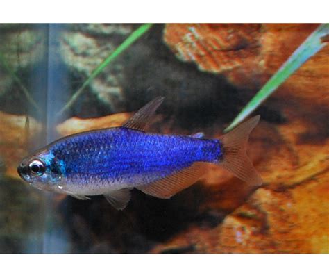 Super Blue Kerri Tetra Victor Aquatics