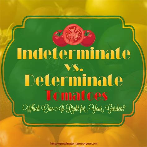 Indeterminate vs Determinate Tomatoes • Growing Tomatoes 4 You