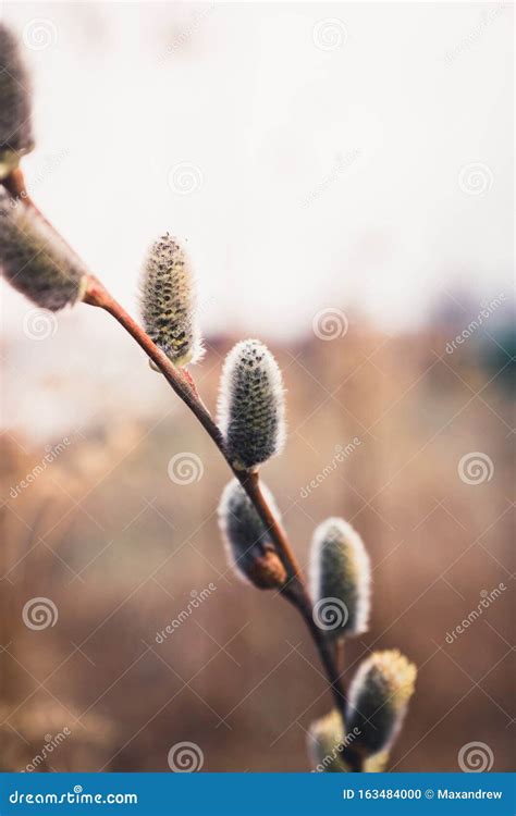 Blooming Willow Branch Beautiful Pussy Willow Flowers Stock Photo Image Of Season Blooming