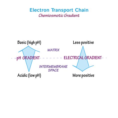 simple electron transport chain  kids