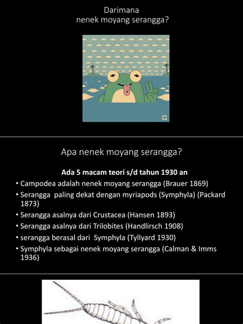 kuliah  apterygota  pterygota paleoptera  neoptera student