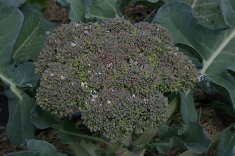Broccoli