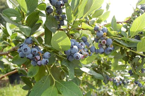 In Blueberry Bushes Buying Growing Guide Trees