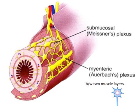 A Homeostasis And Autonomic Ns Flashcards Quizlet