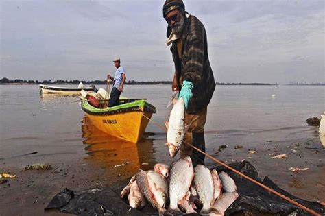 Los peces del Salado son récord mundial en contaminación por