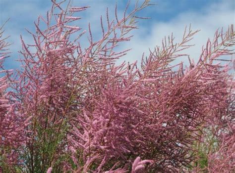 Правила ухода за Тамарикс | Посадка Тамарикс | Growbox