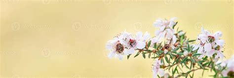 Manuka Flower Stock Photos, Images and Backgrounds for Free Download