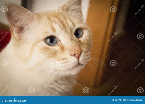 Light Tan Cat With Blue Eyes Stock Photo Image Of Ears Domestic