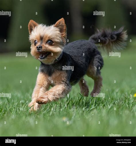 Yorkshire Terrier Running Towards Camera Stock Photo Alamy