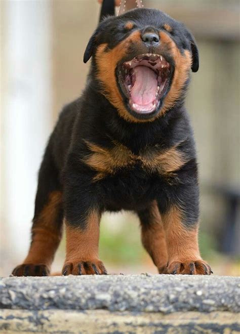 Dogs Rottweiler Dog Rottweiler Puppies