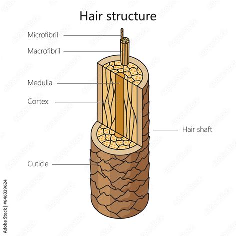 Human Hair Structure Diagram Schematic Raster Illustration Medical