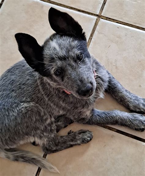 Madison #2 - Arizona Cattle Dog Rescue