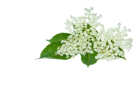 Sambucus PNG, Vector, PSD, and Clipart With Transparent Background for