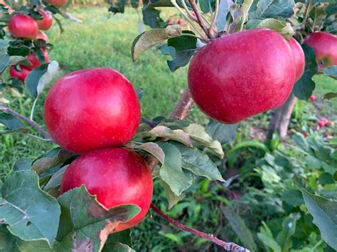Cortland Apple — Roots to Fruits Nursery