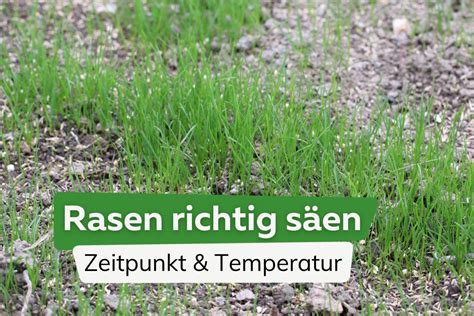 Rasen Säen Wann Ist Der Beste Zeitpunkt Ideale Temperatur