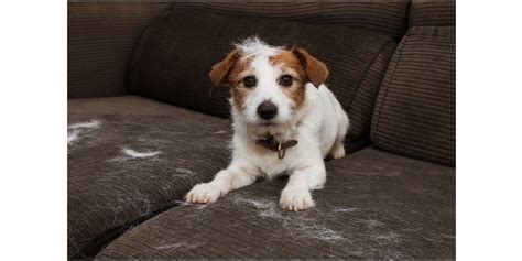 how to keep dog hair off furniture