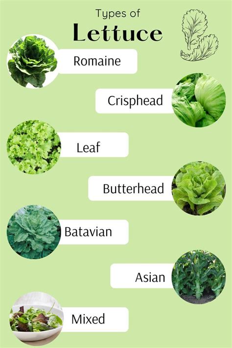 Types Of Lettuce Different Varieties Of Lettuce Types Of Lettuce And