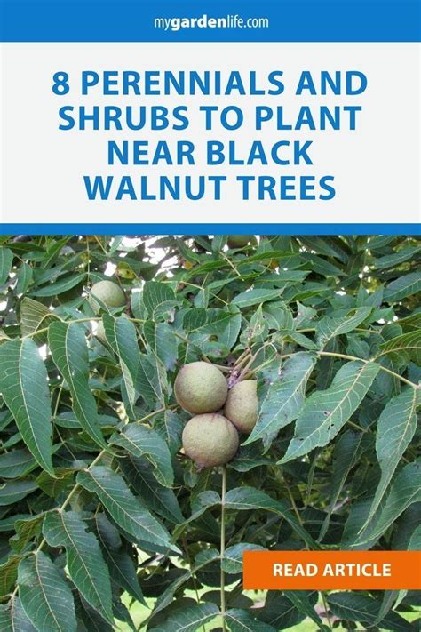 Perennials And Shrubs To Plant Near Black Walnut Trees Black Walnut