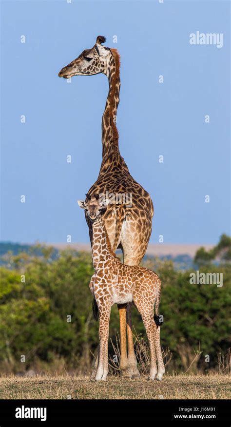 Female Giraffe With A Baby In The Savannah Kenya Tanzania East