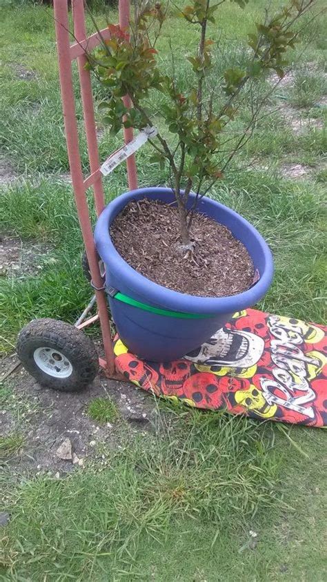 Old 2-wheel Metal Dolly to Easy-move Large Plant & Pot Dolly. | Hometalk