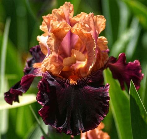 Ирис бородатый Сам Лайк ит Хот Some Like it Hot купить многолетники с доставкой по Украине в