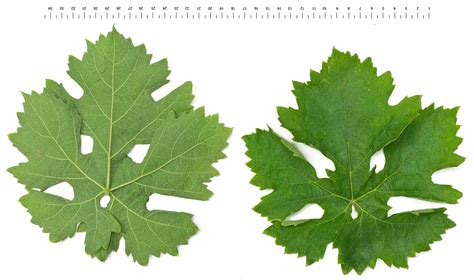 Сорт винограда Восторг