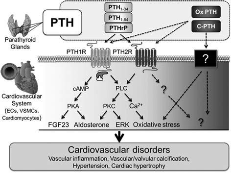 Parathyroid Hormone Mechanism