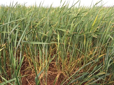 Insects Disease And Drought Affecting Texas Wheat Texas Row Crops