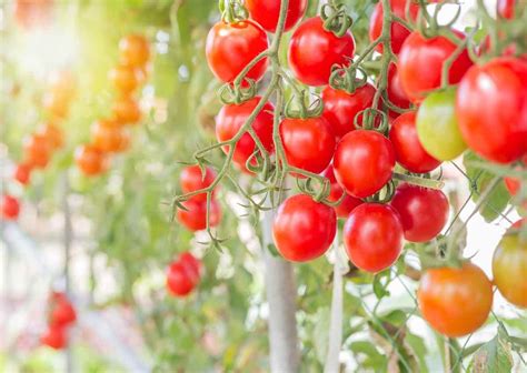 The Best Soil for Tomatoes - Minneopa Orchards