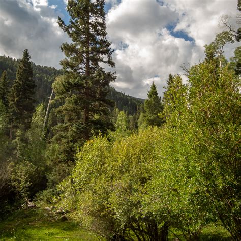 Best Camping In Carson National Forest The Dyrt