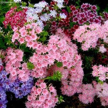 Купить семена Флокс Звездный дождь друммонди в каталоге семян с ...