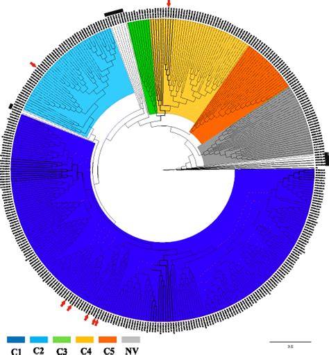 Phylogenetic analysis from concatenated sequences of the total set of ...