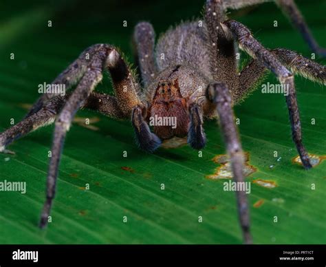 The Brazilian Wandering Spider High Resolution Stock Photography and Images - Alamy