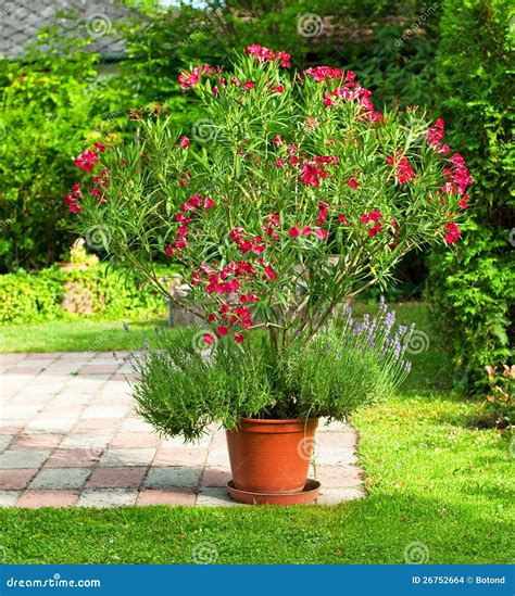 Oleander Stock Photo Image Of Oleander Garden Beauty 26752664
