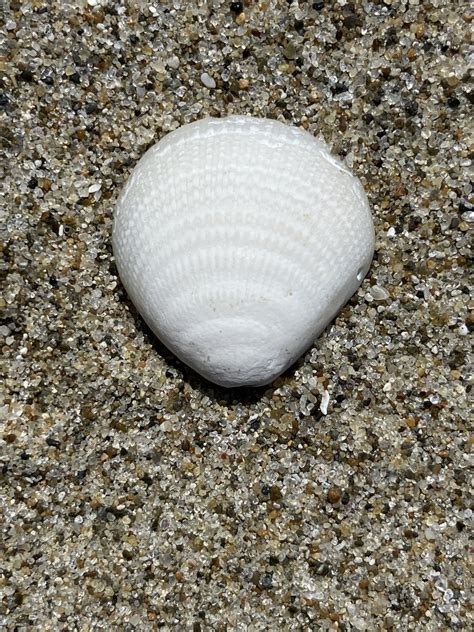 California Bittersweet Clam From Siuslaw National Forest Florence Or