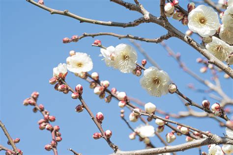 Ume Blossom Ume Tree Stock Photo - Download Image Now - Apricot, Apricot Tree, Beauty - iStock