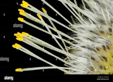 Pussy Willow Goat Willow Great Sallow Salix Caprea Male Pussy Willow Stamina Germany