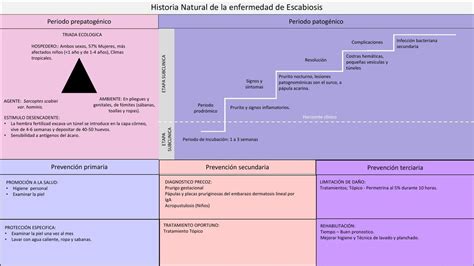 Historia Natural De La Enfermedad De Escabiosis Udocz The Best Porn