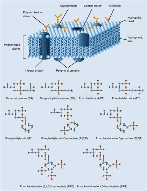Phospholipid Bilayer Chemical Structure