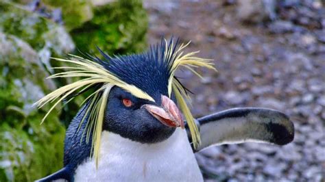 Rockhopper Penguin: Eudyptes chrysocome