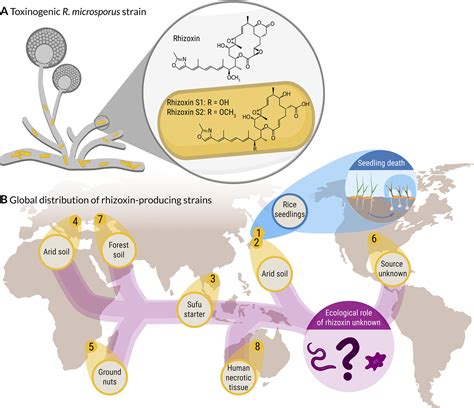 Toxin Producing Endosymbionts Shield Pathogenic Fungus Against