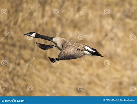 Canada Goose in Flight stock photo. Image of color, goose - 235812942