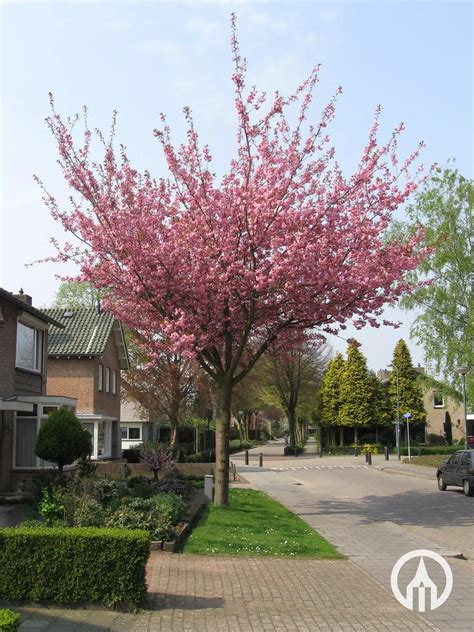 Prunus Serrulata ‘kanzan Japanese Ornamental Cherry Boomkwekerijen