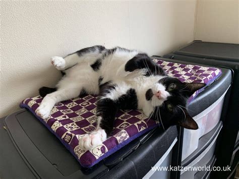 Naked Decor Big Eyes Cat Umbrella Katzenworld Shop