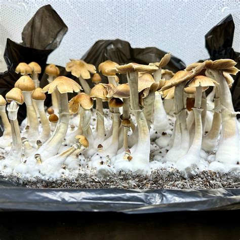 Jedi Mind Fuck Spores And Isolations Stoned Ape Genetics