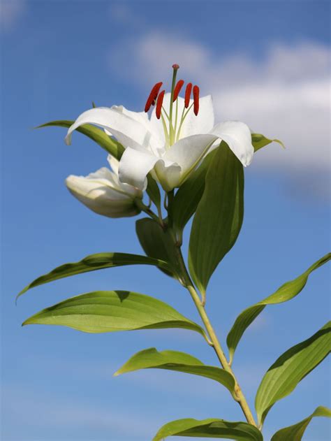 Lilie 'Casablanca' - Schönstes Stauden-Sortiment & Expertenwissen